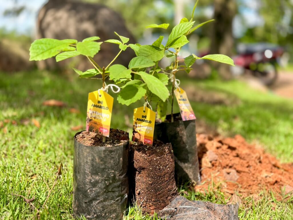 Irrigat distribui cerca de 3 mil sementes em diferentes estados e planta dez árvores durante o Setembro Amarelo 3 07 SETEMBRO