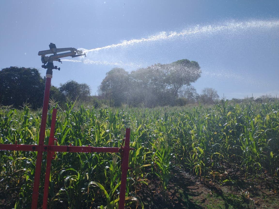 Irrigação proporciona um milho verde