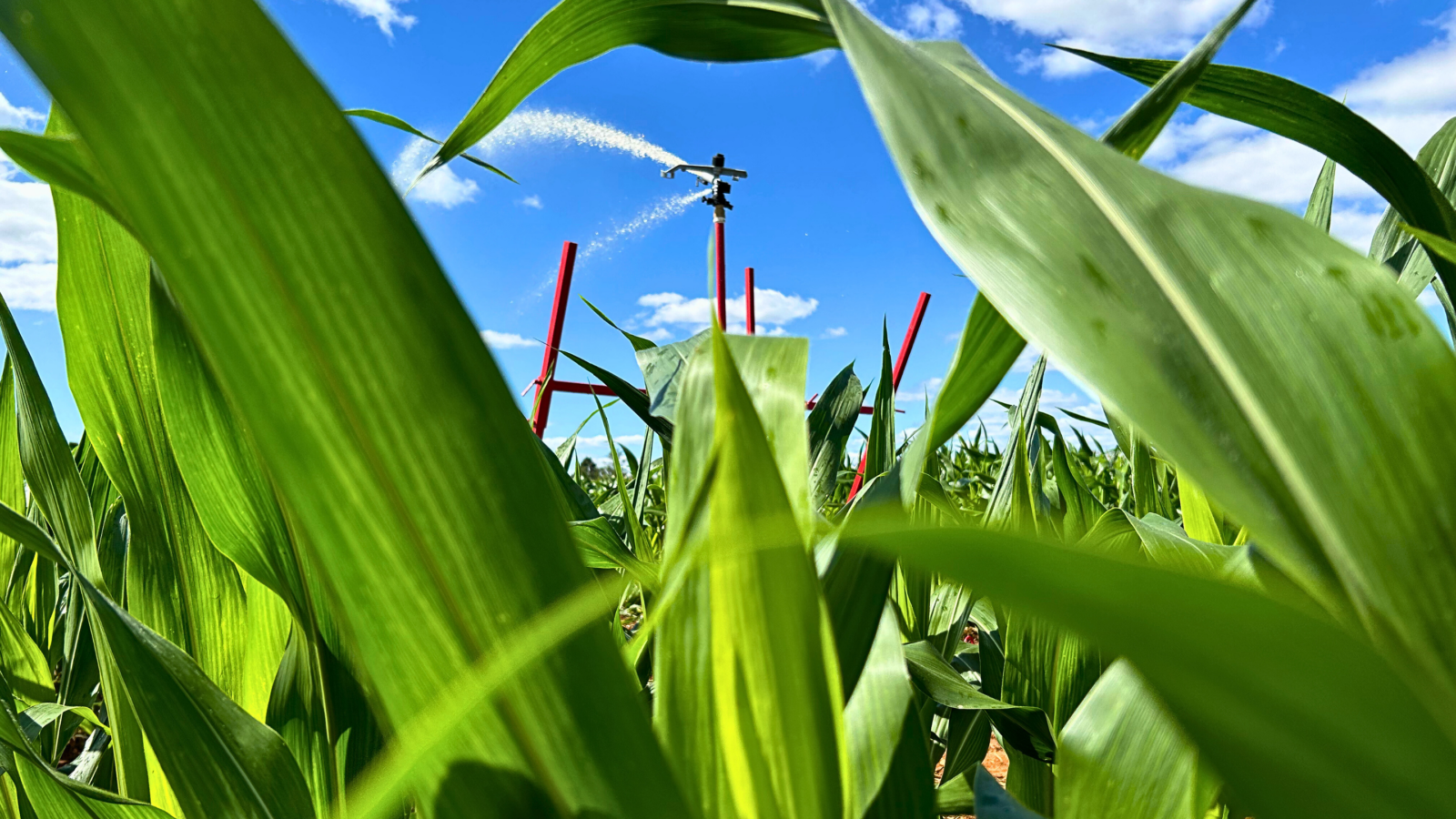 aumentar a produtividade sem ampliar a área plantada