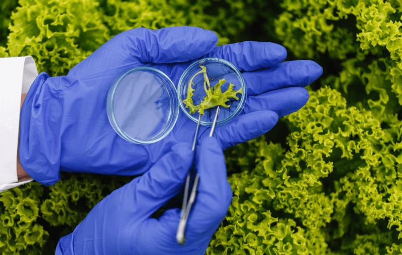 Biotecnologia na agricultura