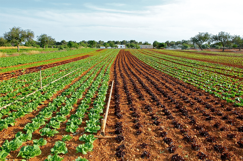Campo de alface onde é realizada a irrigação