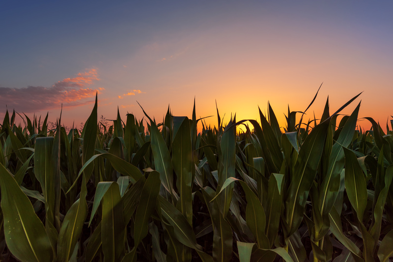 corn field at sunset 2021 04 04 02 16 22 utc 1