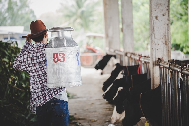 Pecuarista auxiliando a engordar o gado com alimentos ricos em nutrientes