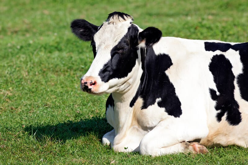 gado da raça holandesa deitado na grama