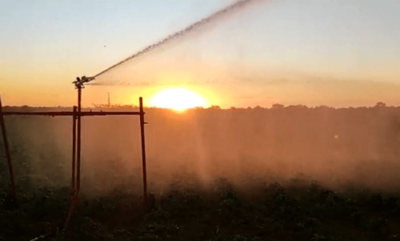 Irrigação de mandioca