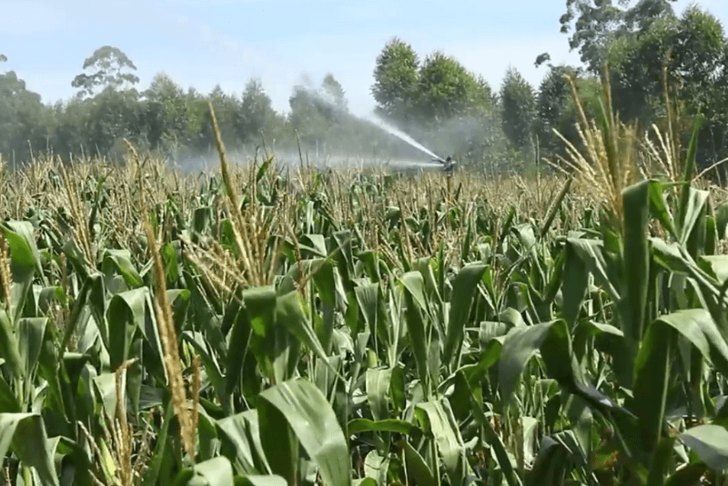 Carretel Irrigat no cultivo de milho.