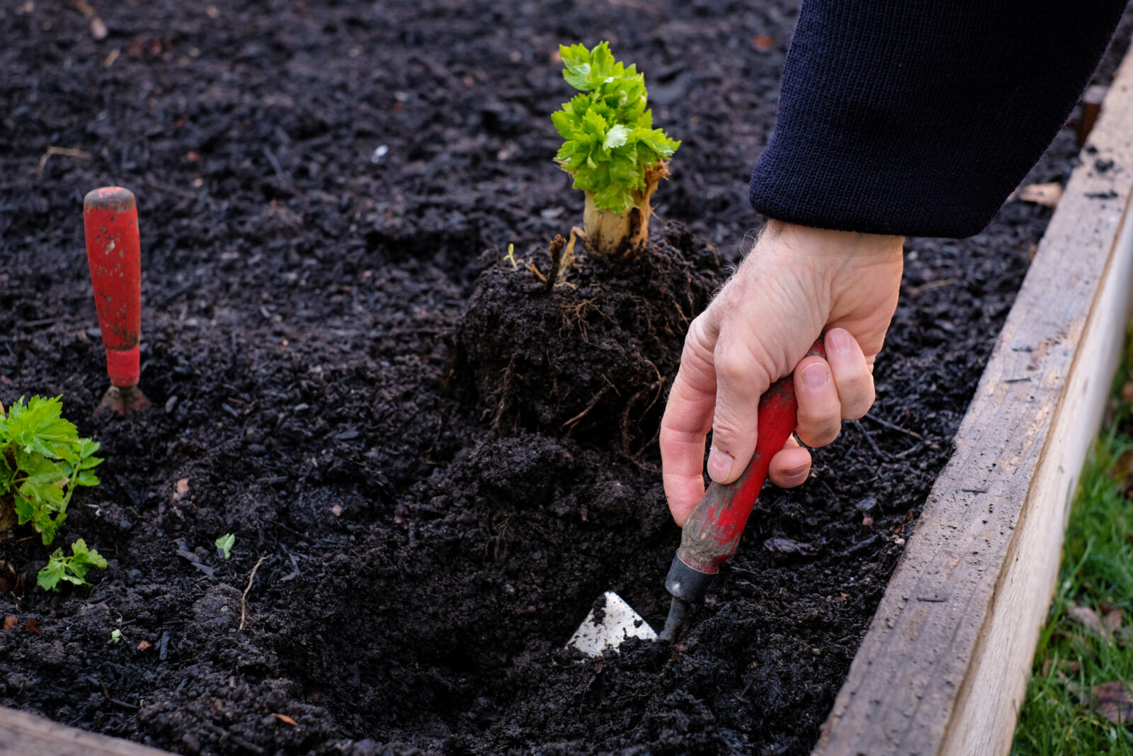 man digging in his vegetable garden to plant veget 2021 04 06 22 59 29 utc