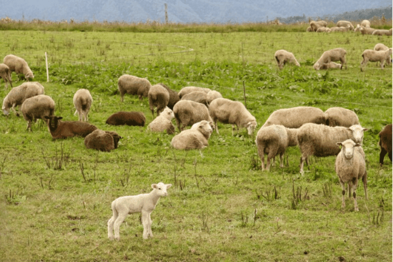 Ovelhas deitadas e pastando em campo aberto