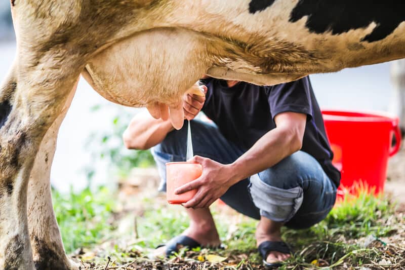 Homem agachado tirando leite de uma vaca