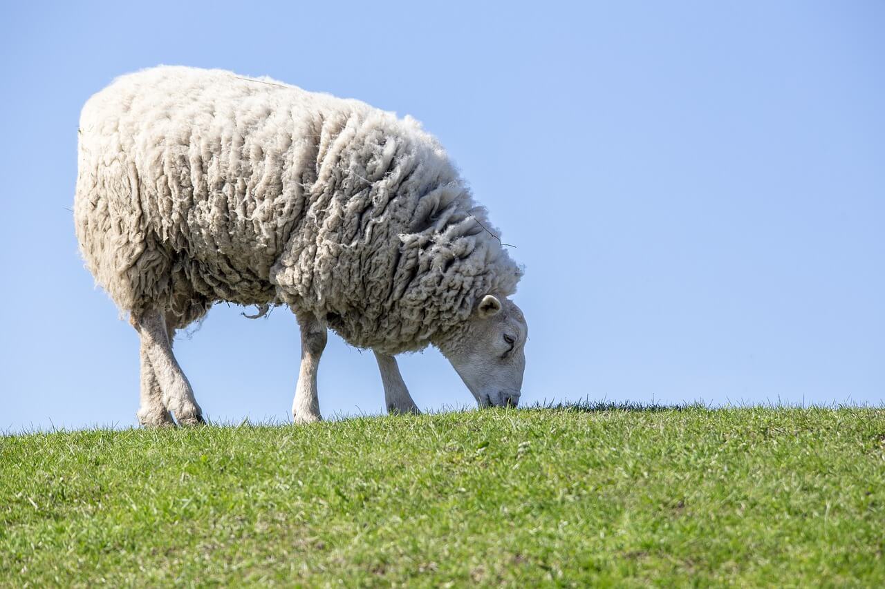 Pastagem para ovinos