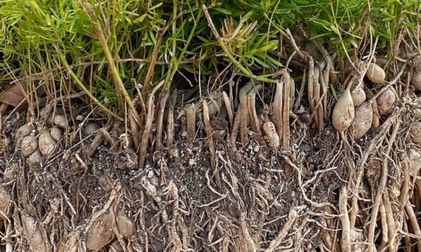 Penetração de raízes