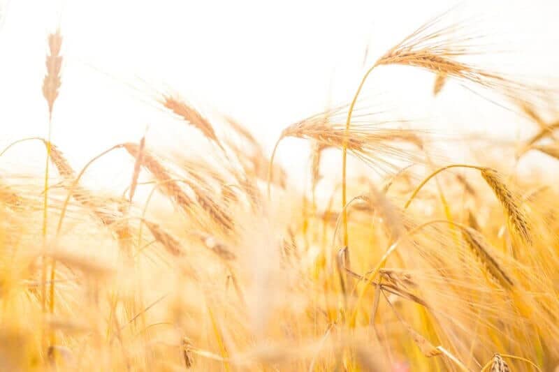 plantação de trigo amarelado ao vento