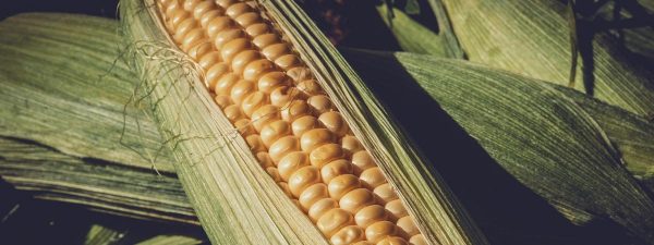 Preocupação com a seca no plantio de milho continua