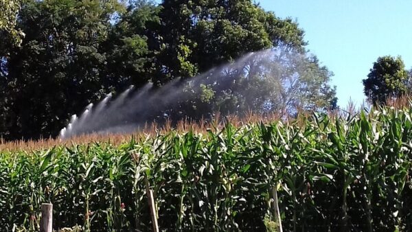 Saiba como a irrigação pode favorecer a produção de milho