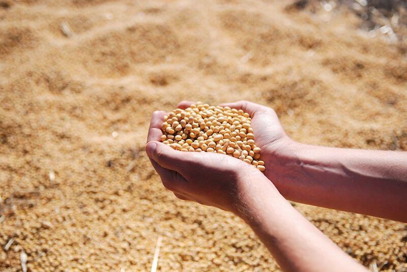 Agricultor com grãos de soja convencional nas mãos